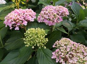 Hortenzie velkolistá 'Ayesha' - Hydrangea macrophylla 'Ayesha'