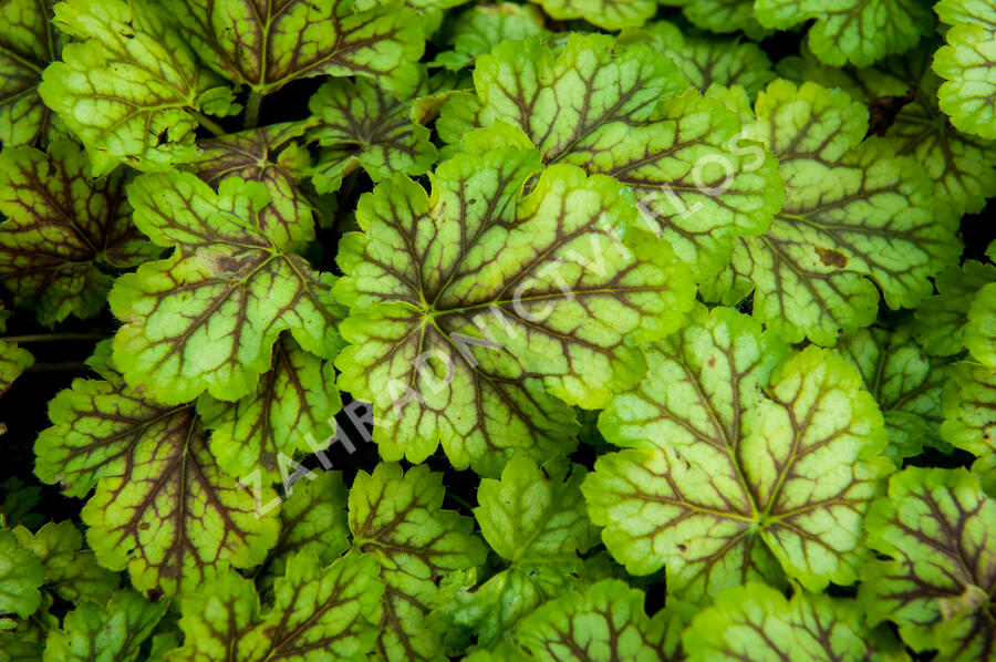 Dlužicha 'Painter Van Gogh' - Heuchera master 'Painter Van Gogh'