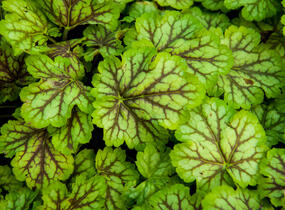 Dlužicha 'Painter Van Gogh' - Heuchera hybrida 'Painter Van Gogh'