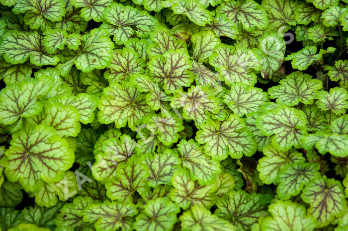 Dlužicha 'Painter Van Gogh' - Heuchera hybrida 'Painter Van Gogh'