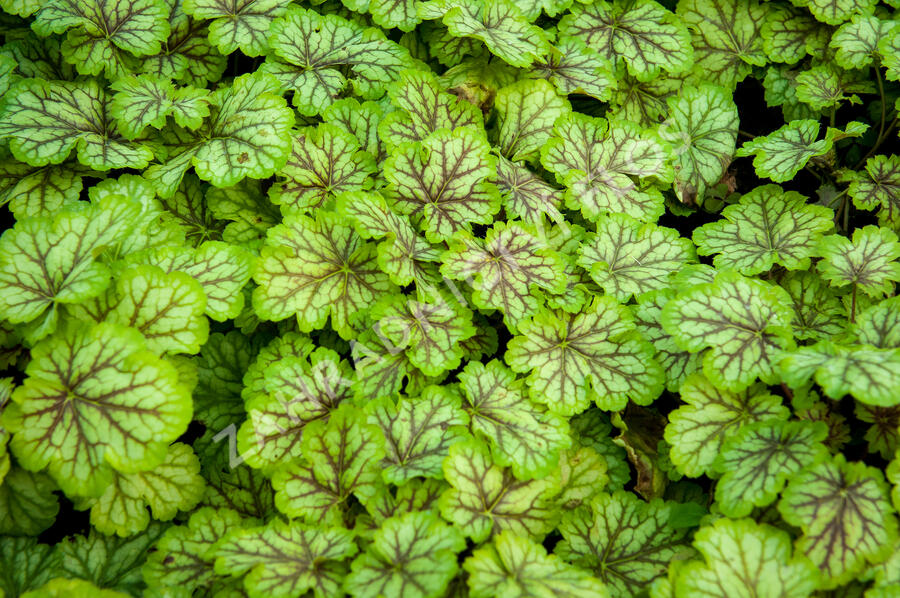 Dlužicha 'Painter Van Gogh' - Heuchera hybrida 'Painter Van Gogh'