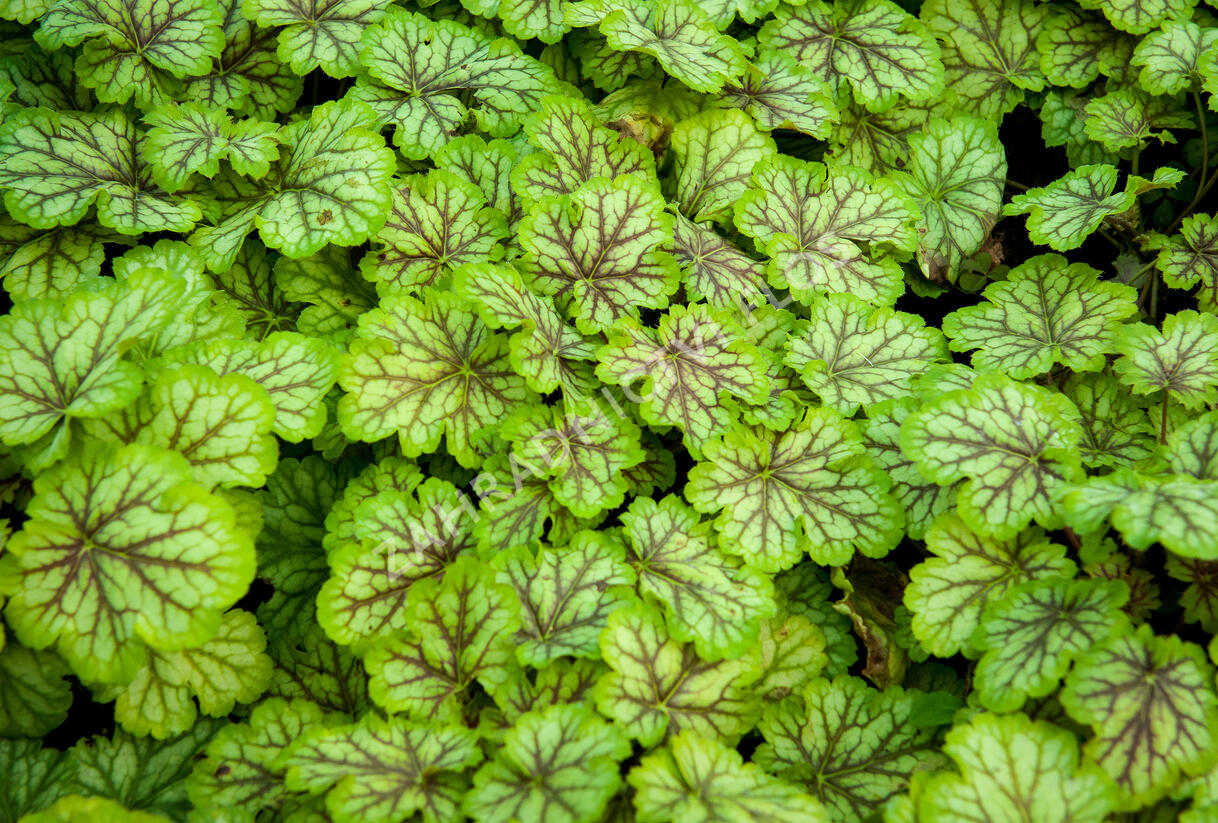 Dlužicha 'Painter Van Gogh' - Heuchera hybrida 'Painter Van Gogh'