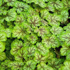 Dlužicha 'Painter Van Gogh' - Heuchera hybrida 'Painter Van Gogh'