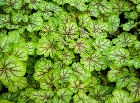 Dlužicha 'Painter Van Gogh' - Heuchera hybrida 'Painter Van Gogh'