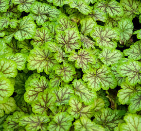 Dlužicha 'Painter Van Gogh' - Heuchera hybrida 'Painter Van Gogh'