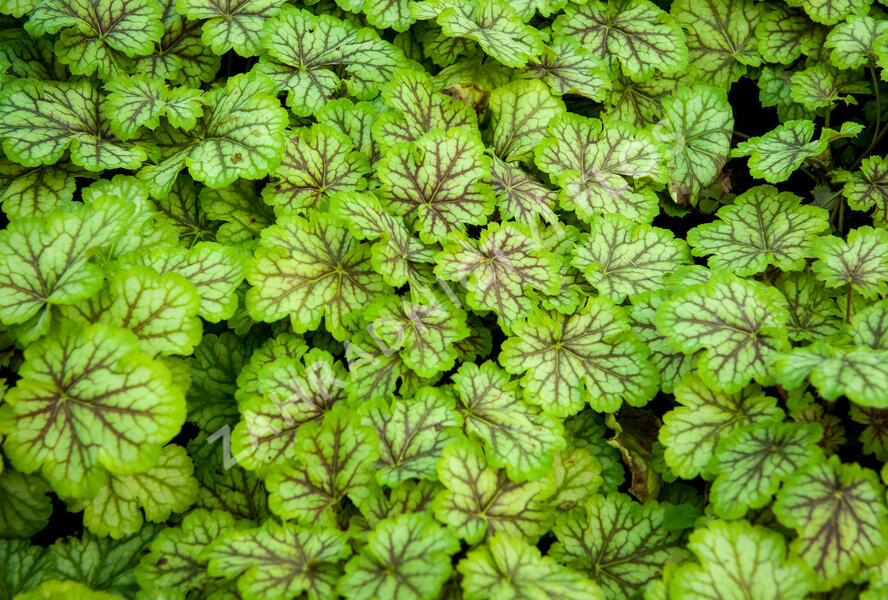 Dlužicha 'Painter Van Gogh' - Heuchera hybrida 'Painter Van Gogh'