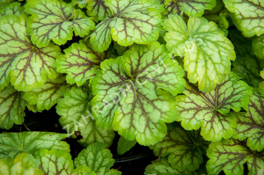 Dlužicha 'Painter Van Gogh' - Heuchera hybrida 'Painter Van Gogh'