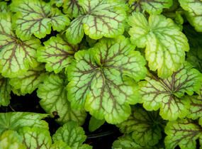 Dlužicha 'Painter Van Gogh' - Heuchera hybrida 'Painter Van Gogh'