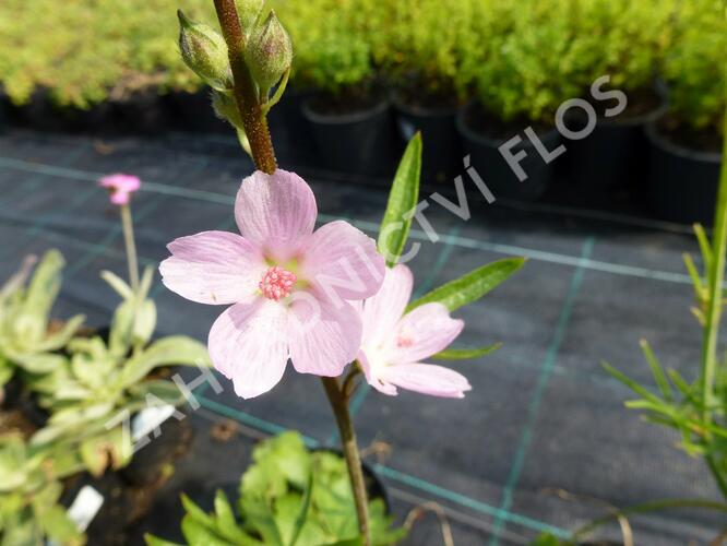 Slézovník jabloňokvětý 'Rosaly' - Sidalcea malviflora 'Rosaly'