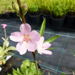 Slézovník jabloňokvětý 'Rosaly' - Sidalcea malviflora 'Rosaly'