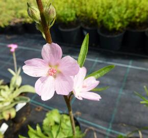 Slézovník jabloňokvětý 'Rosaly' - Sidalcea malviflora 'Rosaly'
