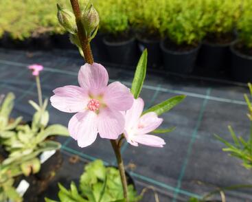 Slézovník jabloňokvětý 'Rosaly'