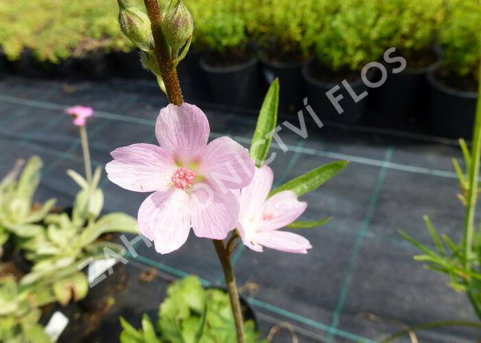 Slézovník jabloňokvětý 'Rosaly' - Sidalcea malviflora 'Rosaly'
