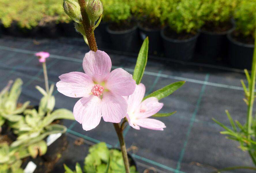 Slézovník jabloňokvětý 'Rosaly' - Sidalcea malviflora 'Rosaly'