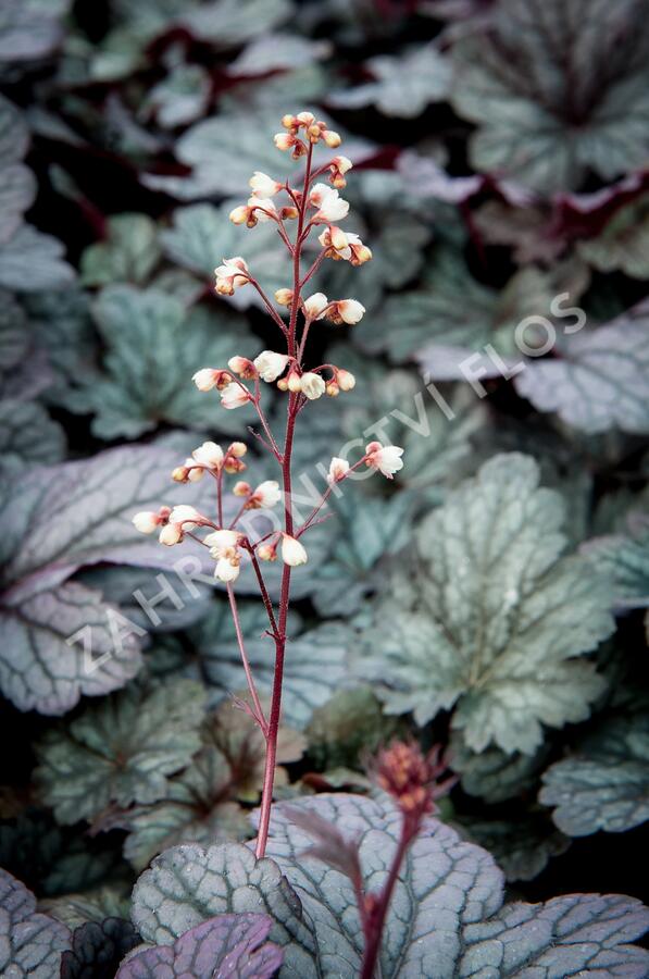 Dlužicha 'Shanghai' - Heuchera hybrida 'Shanghai'