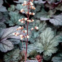 Dlužicha 'Shanghai' - Heuchera hybrida 'Shanghai'