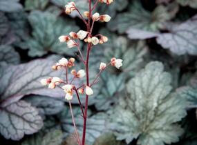 Dlužicha 'Shanghai' - Heuchera hybrida 'Shanghai'