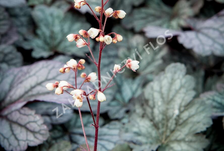 Dlužicha 'Shanghai' - Heuchera hybrida 'Shanghai'
