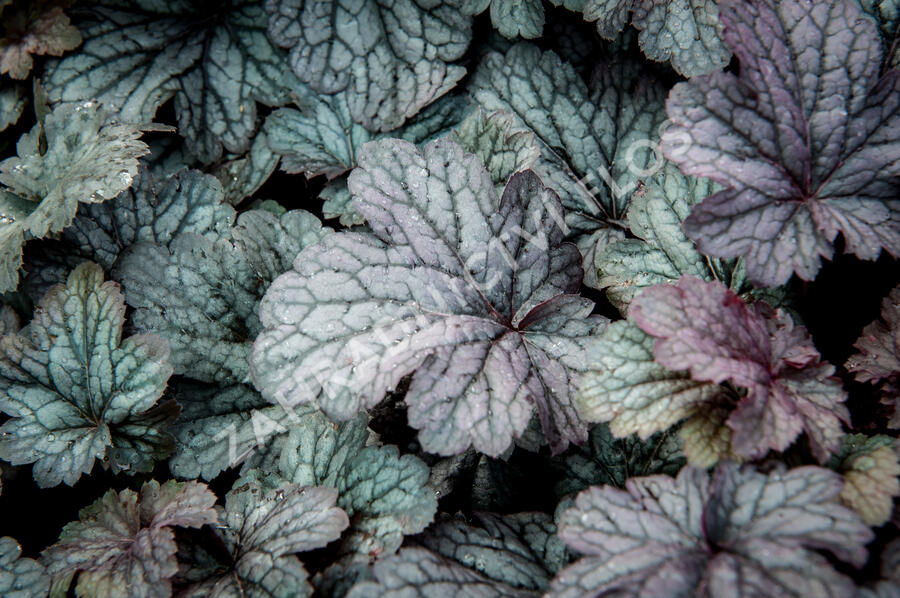 Dlužicha 'Shanghai' - Heuchera hybrida 'Shanghai'