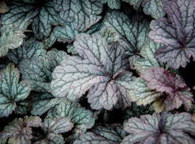 Dlužicha 'Shanghai' - Heuchera hybrida 'Shanghai'