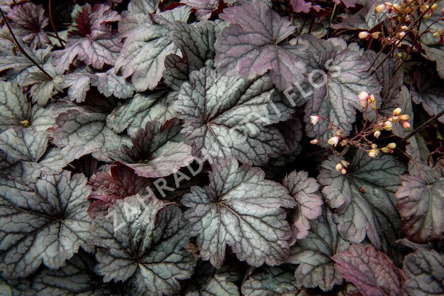 Dlužicha 'Shanghai' - Heuchera hybrida 'Shanghai'
