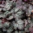 Dlužicha 'Shanghai' - Heuchera hybrida 'Shanghai'