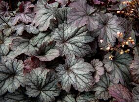 Dlužicha 'Shanghai' - Heuchera hybrida 'Shanghai'