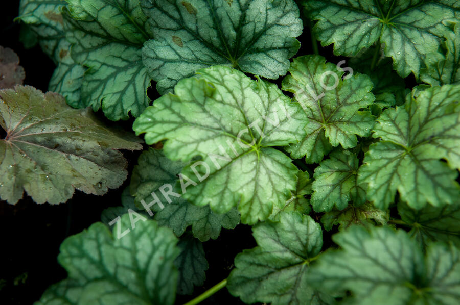 Dlužicha 'Paris' - Heuchera hybrida 'Paris'