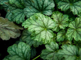 Dlužicha 'Paris' - Heuchera hybrida 'Paris'
