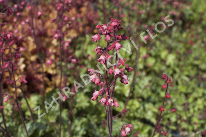 Dlužicha 'Paris' - Heuchera hybrida 'Paris'