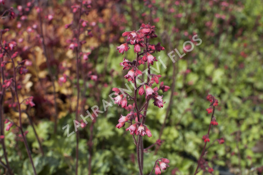 Dlužicha 'Paris' - Heuchera hybrida 'Paris'