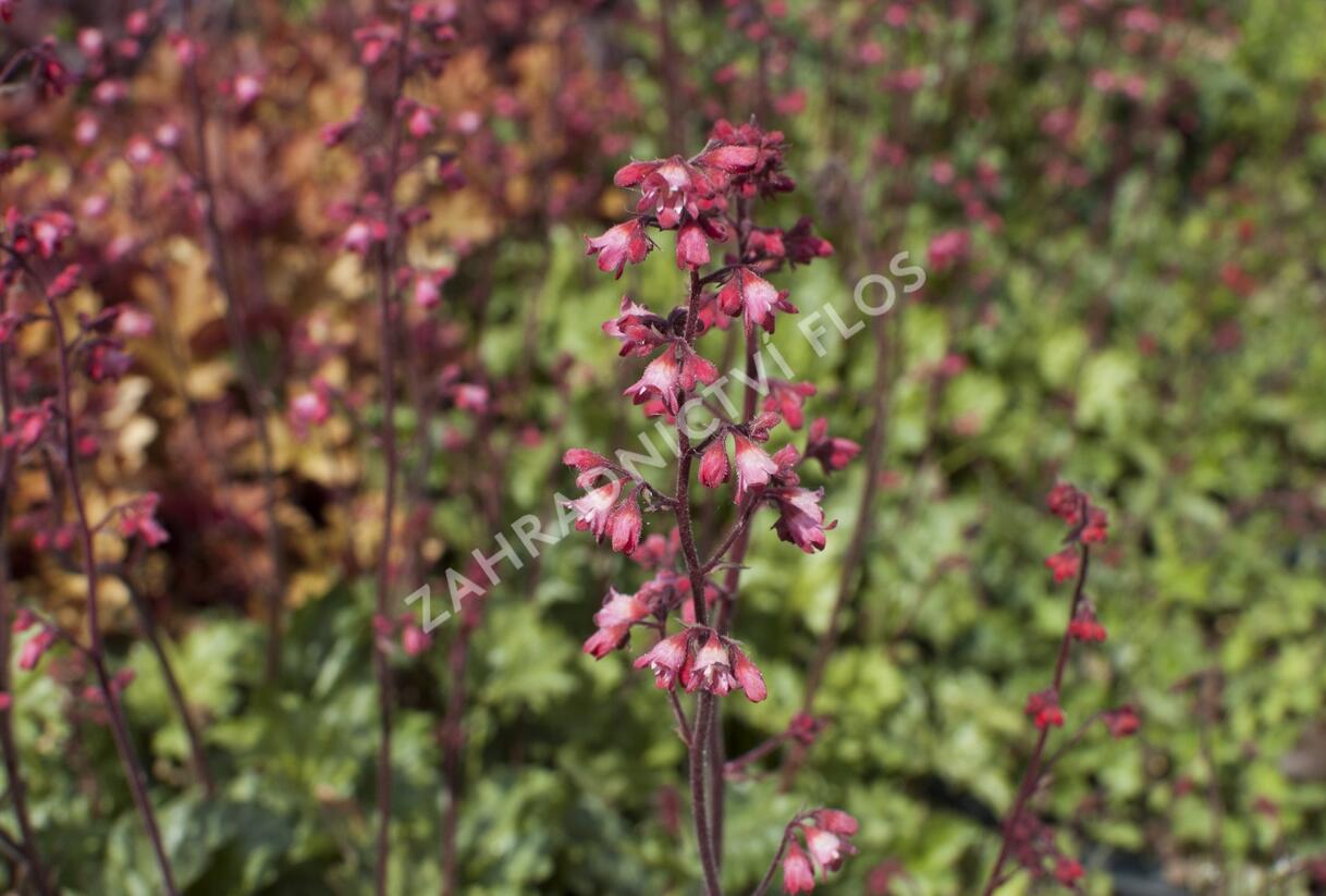 Dlužicha 'Paris' - Heuchera hybrida 'Paris'