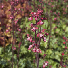 Dlužicha 'Paris' - Heuchera hybrida 'Paris'