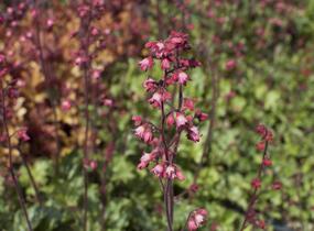 Dlužicha 'Paris' - Heuchera hybrida 'Paris'