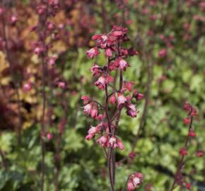 Dlužicha 'Paris' - Heuchera hybrida 'Paris'