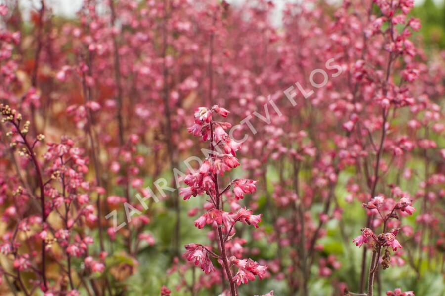 Dlužicha 'Paris' - Heuchera hybrida 'Paris'
