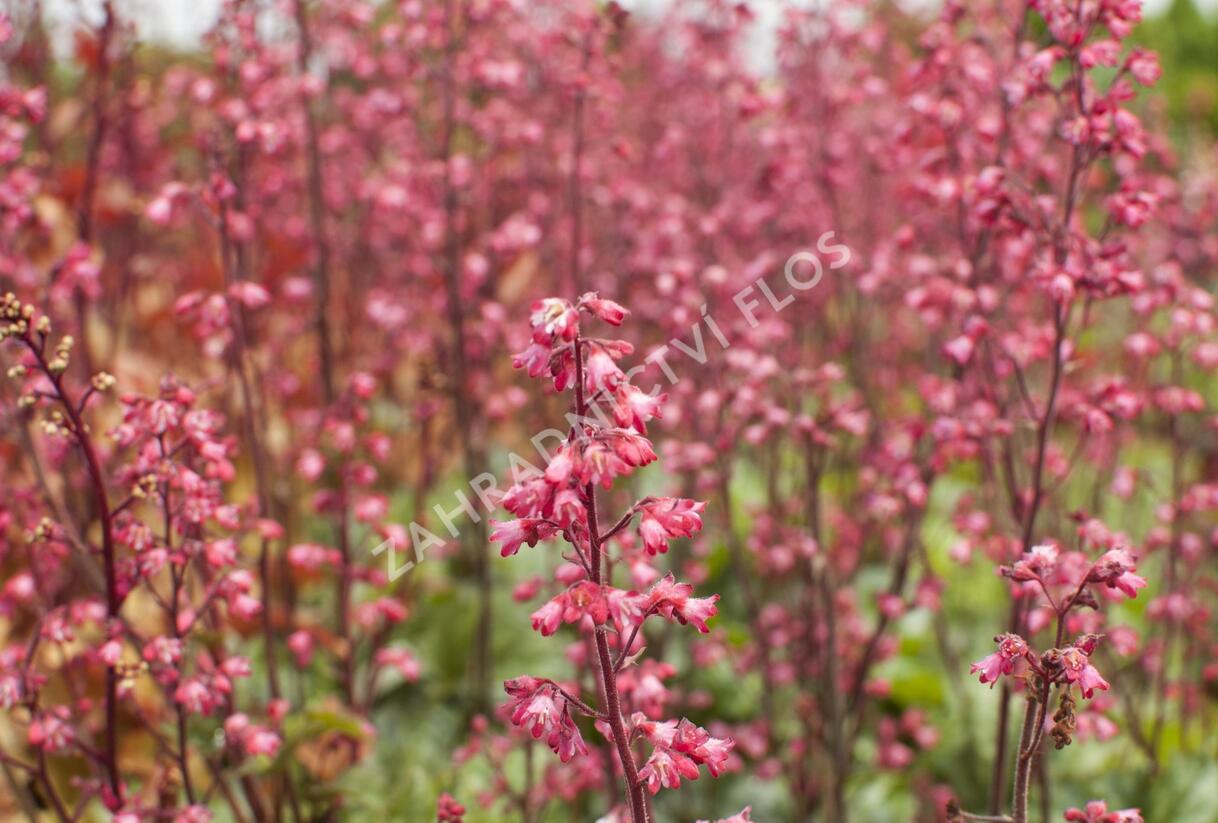 Dlužicha 'Paris' - Heuchera hybrida 'Paris'