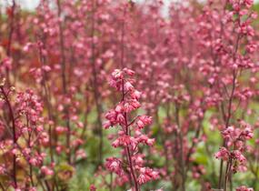 Dlužicha 'Paris' - Heuchera hybrida 'Paris'