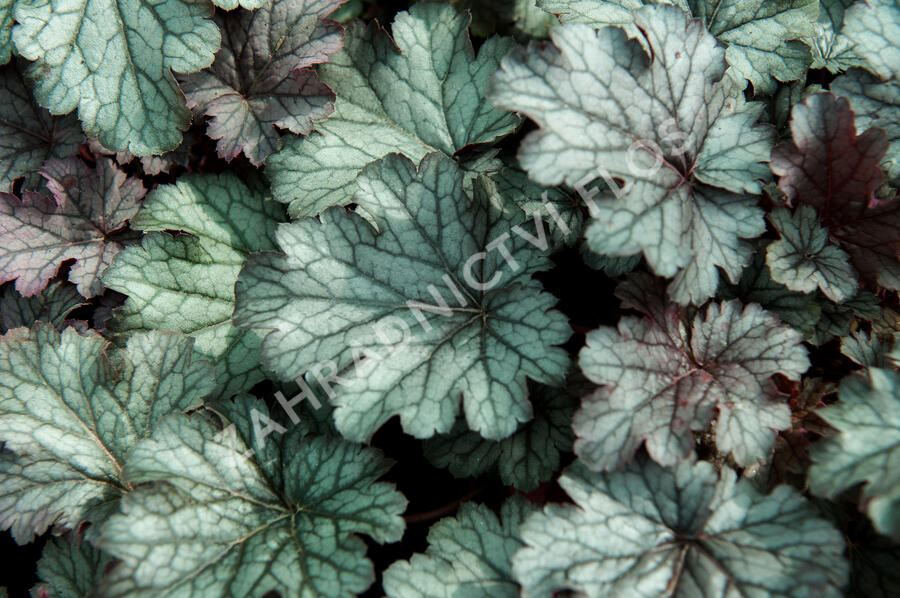 Dlužicha 'Milan' - Heuchera hybrida 'Milan'