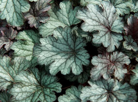 Dlužicha 'Milan' - Heuchera hybrida 'Milan'