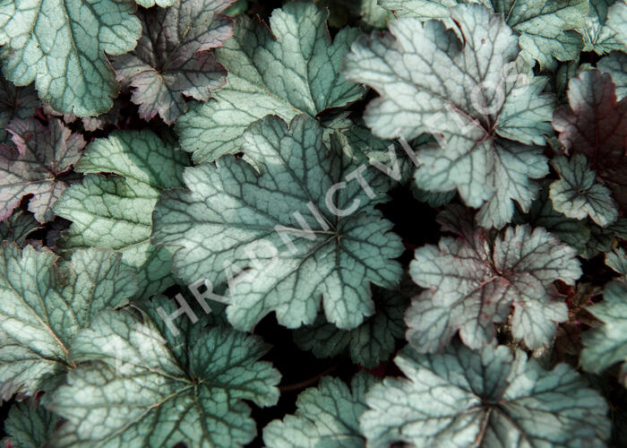 Dlužicha 'Milan' - Heuchera hybrida 'Milan'