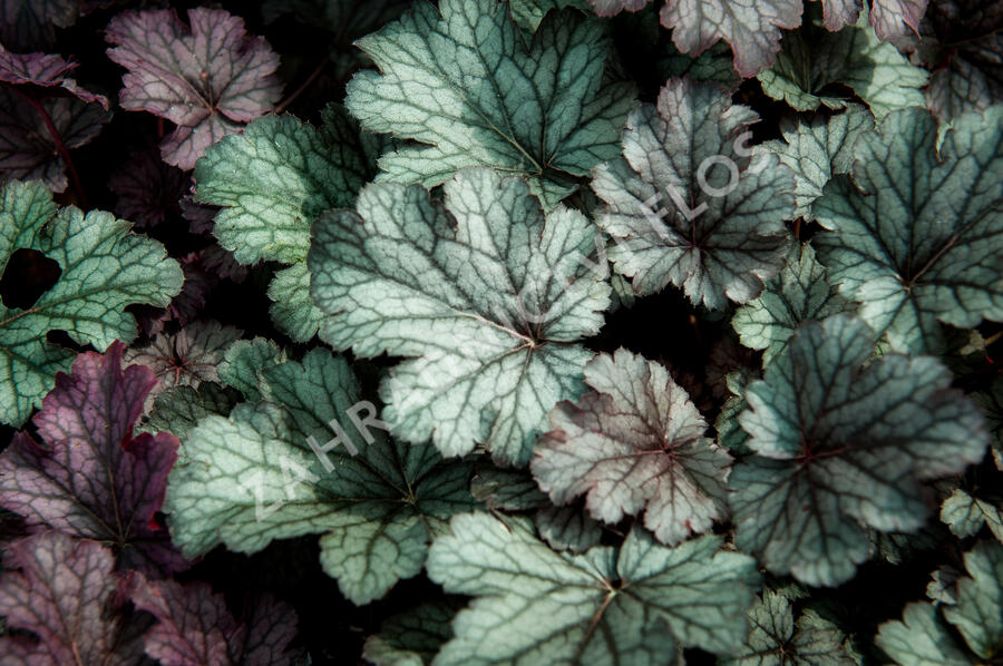 Dlužicha 'Milan' - Heuchera hybrida 'Milan'