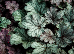 Dlužicha 'Milan' - Heuchera hybrida 'Milan'
