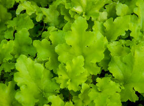 Dlužicha 'Lime Marmalade' - Heuchera hybrida 'Lime Marmalade'