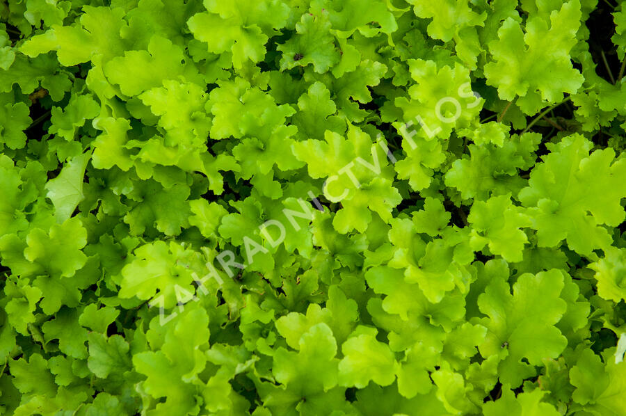 Dlužicha 'Lime Marmalade' - Heuchera hybrida 'Lime Marmalade'