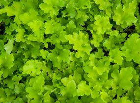Dlužicha 'Lime Marmalade' - Heuchera hybrida 'Lime Marmalade'