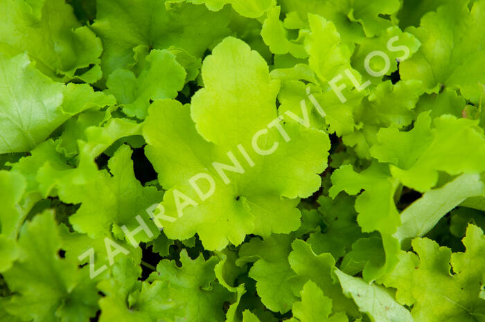 Dlužicha 'Lime Marmalade' - Heuchera hybrida 'Lime Marmalade'