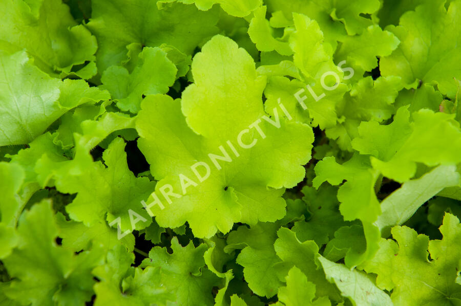 Dlužicha 'Lime Marmalade' - Heuchera hybrida 'Lime Marmalade'