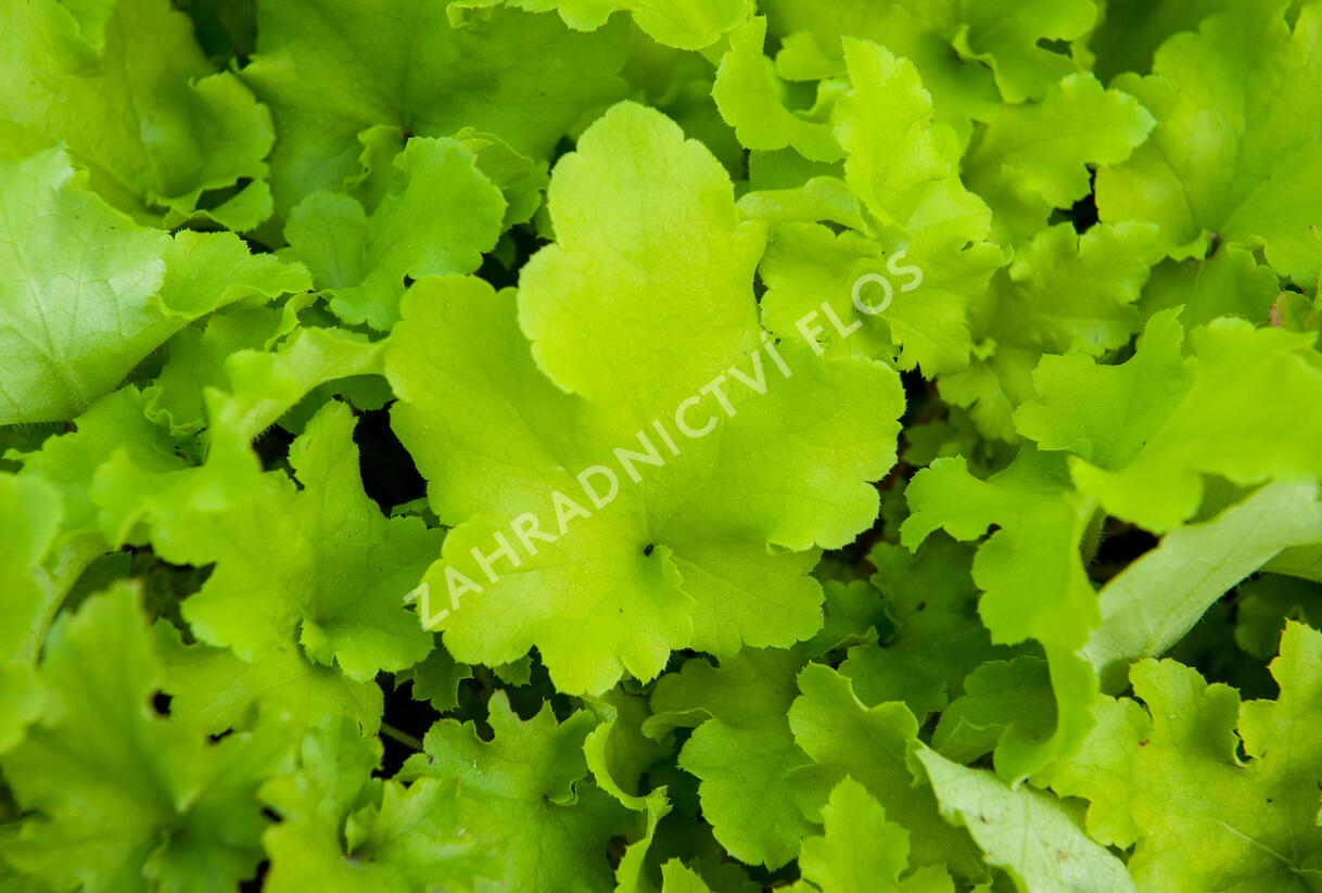 Dlužicha 'Lime Marmalade' - Heuchera hybrida 'Lime Marmalade'