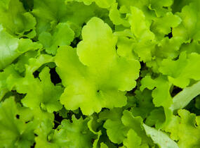 Dlužicha 'Lime Marmalade' - Heuchera hybrida 'Lime Marmalade'